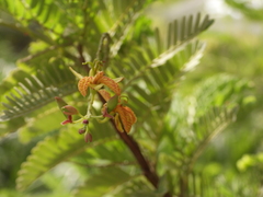 Tamarindus indica