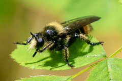 Laphria fernaldi