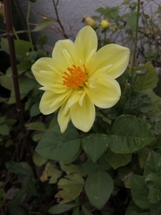 Dahlia tenuis