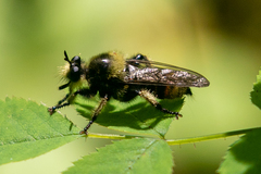 Laphria fernaldi