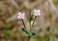 Epilobium glandulosum