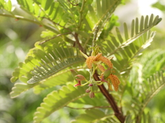 Tamarindus indica