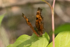 Polygonia oreas