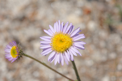 Erigeron algidus