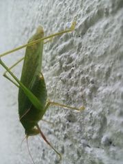 Sinochlora longifissa