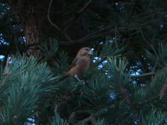 Loxia pytyopsittacus