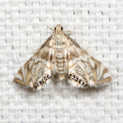 Petrophila canadensis