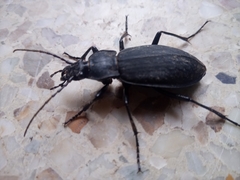 Leptocarabus