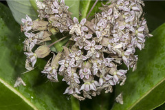 Petrophila canadensis