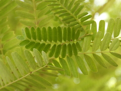 Tamarindus indica