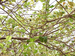 Ziziphus jujuba