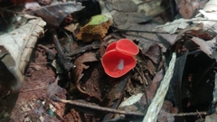 Sarcoscypha occidentalis