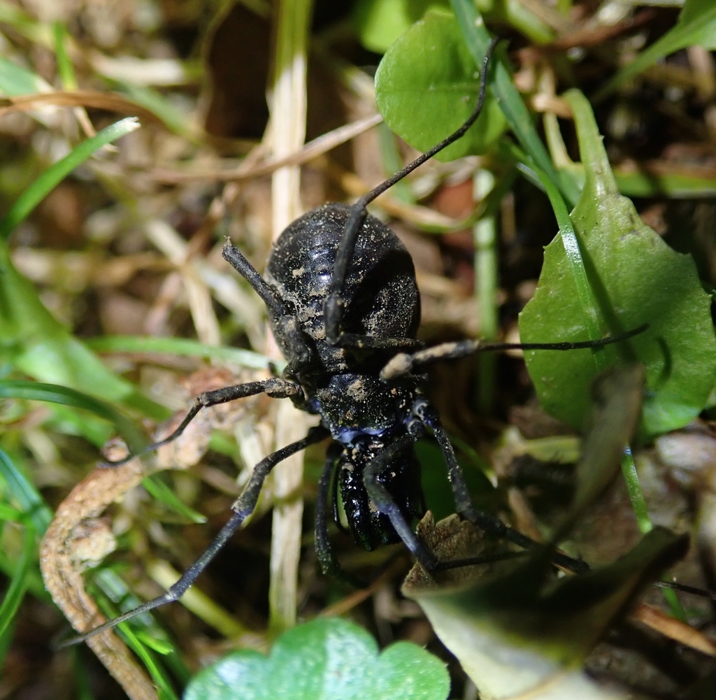 Ischyropsalis hellwigii