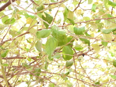 Ziziphus jujuba