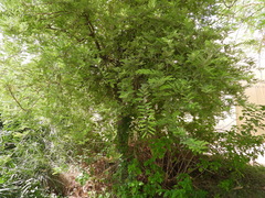 Tamarindus indica