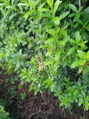 Trichonephila clavata