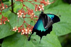 Papilio ulysses