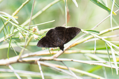 Pellicia arina