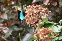 Papilio ulysses