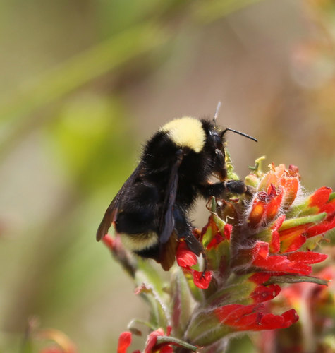 California Bumble Bee