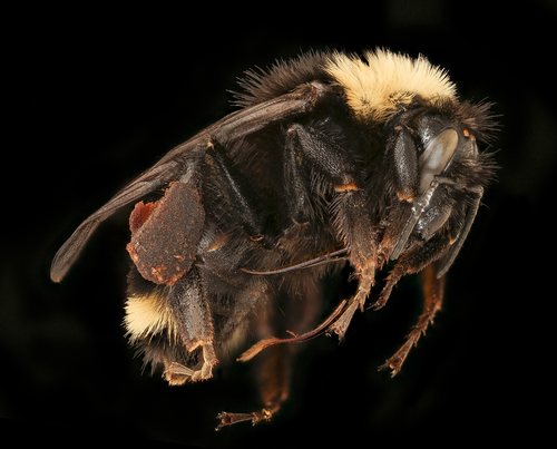 California Bumble Bee