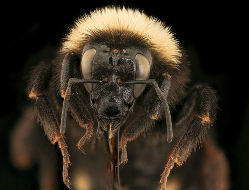 California Bumble Bee