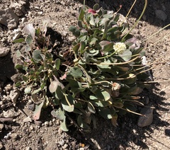 Eriogonum latens