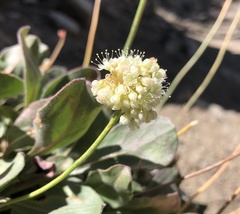 Eriogonum latens