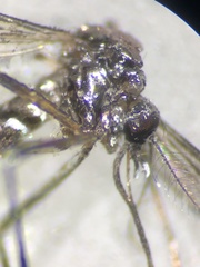 Aedes albopictus