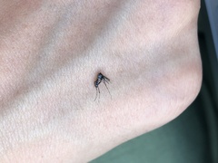 Aedes albopictus