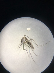 Aedes albopictus