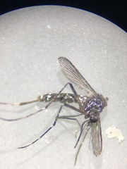 Aedes albopictus
