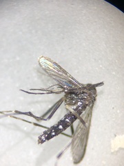 Aedes albopictus