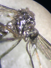 Aedes albopictus