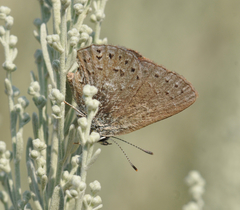 Satyrium behrii
