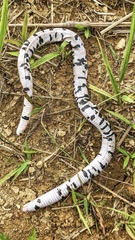 Amphisbaena fuliginosa