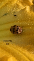 Epilachna tredecimnotata