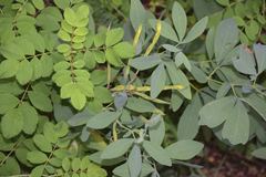Thermopsis montana