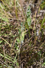 Symphyotrichum sericeum