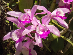 Cattleya intermedia