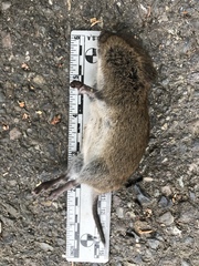 Microtus townsendii
