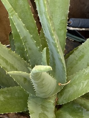 Aloe vera vera