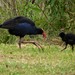 Australasian Swamphen - Photo (c) harrylurling, some rights reserved (CC BY-NC)