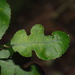 Paratrophis banksii × microphylla - Photo (c) Pat Enright, algunos derechos reservados (CC BY-NC), subido por Pat Enright