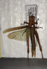 Abracris flavolineata