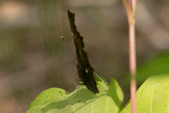 Polygonia oreas
