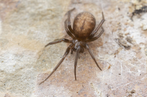 Alpine Long-jawed Cobweaver