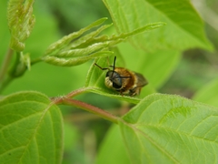 Stratiomys longicornis