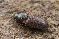 Hypnoidus bicolor