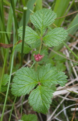 Rubus arcticus stellatus